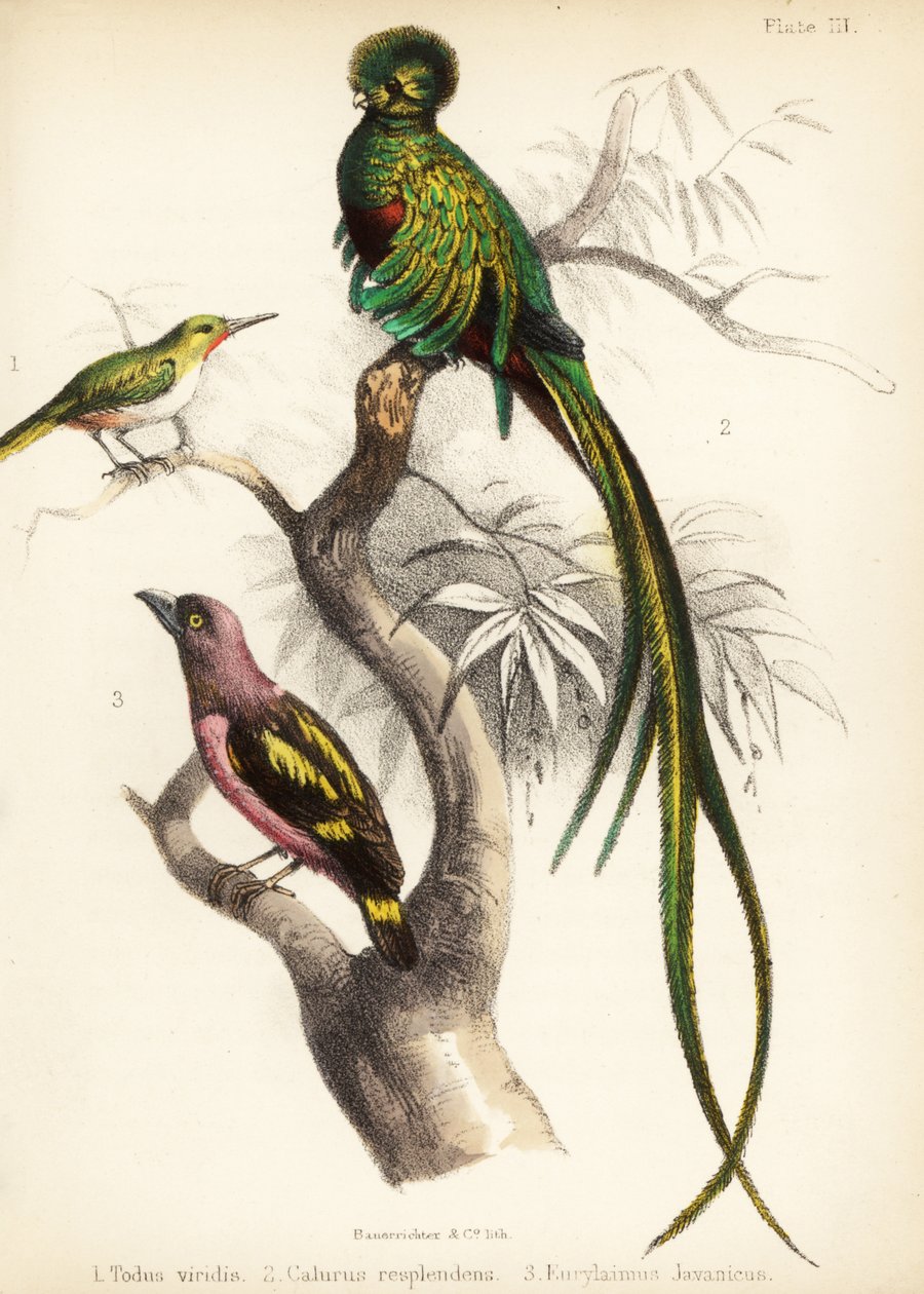 Jamajský tody, zářivý quetzal a pruhovaný širokozobý. 1855 (litografie) od Bauerrichter