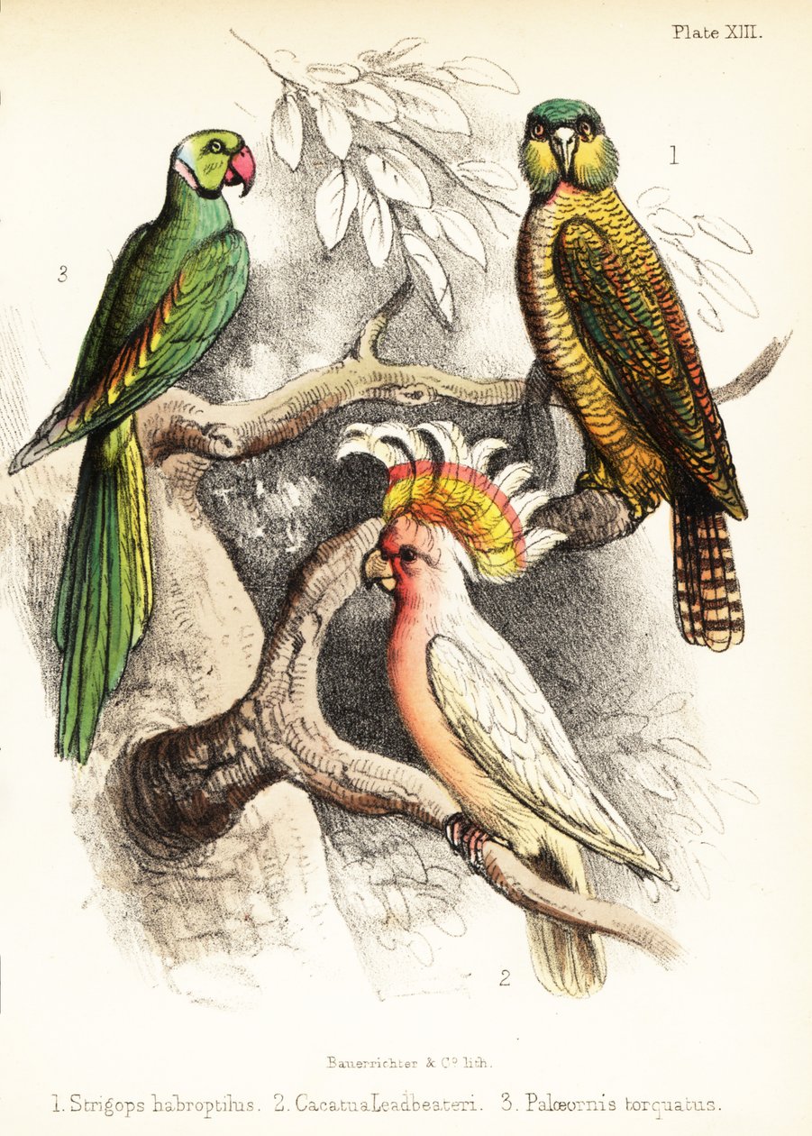 Kakapo, kakadu majora Mitchella a papoušek alexandrinský. 1855 (litografie) od Bauerrichter