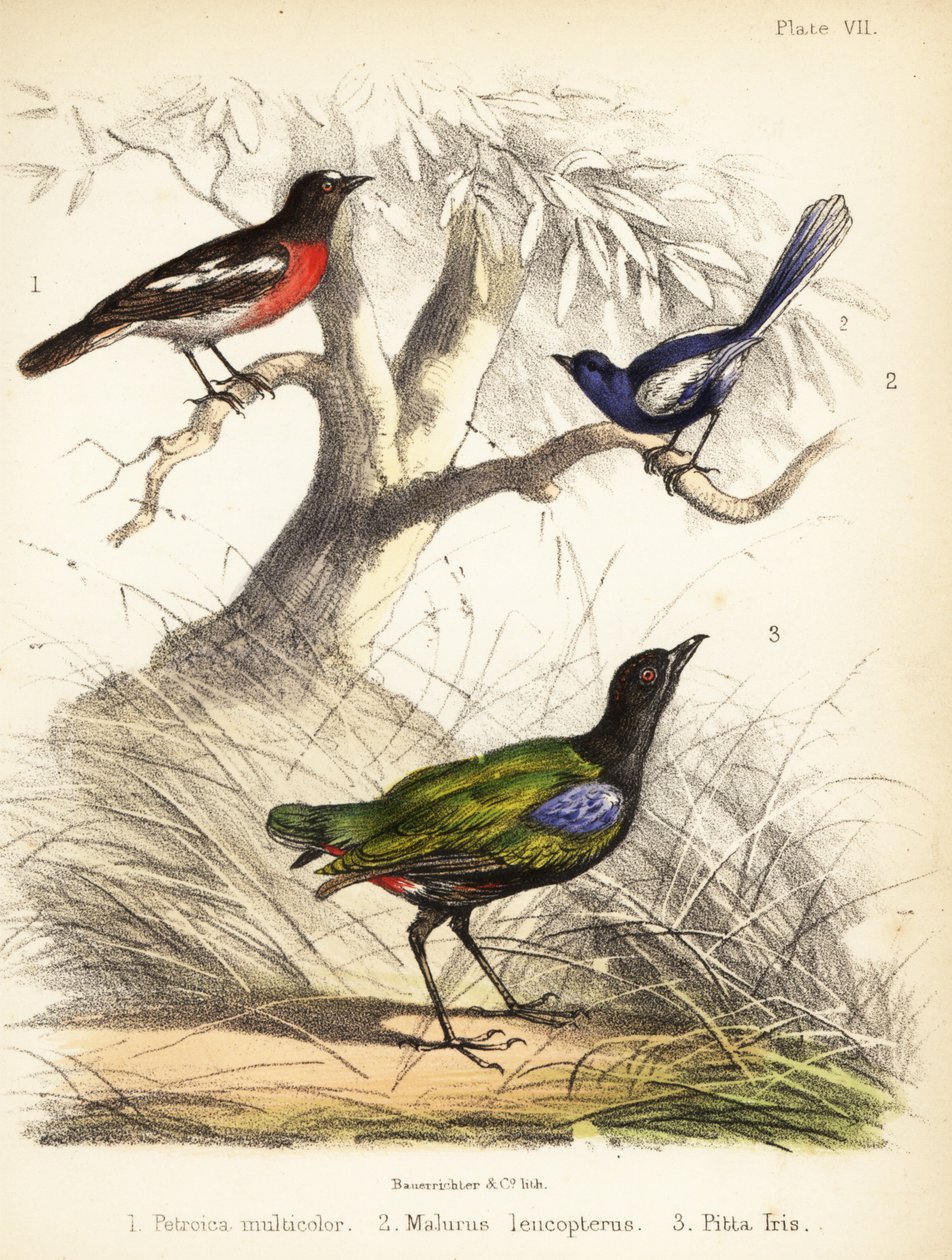 Pacifik červenka, víla bělokřídlá a duhová pitta. 1855 (litografie) od Bauerrichter