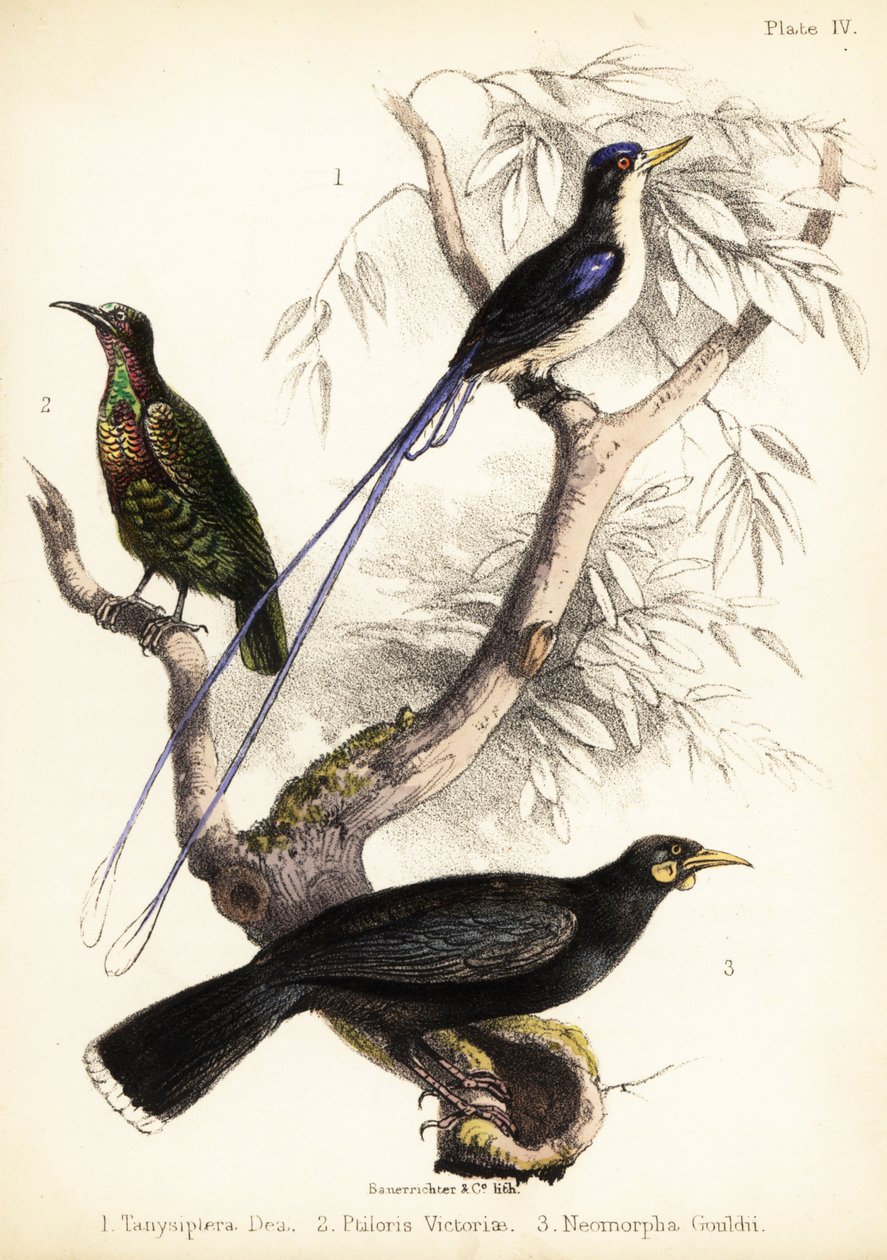 Rajský ledňáček, puškař Viktoriina a vyhynulý huia. 1855 (litografie) od Bauerrichter