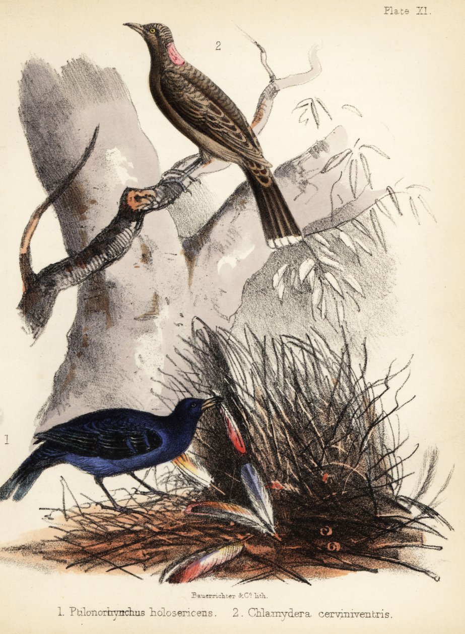 Saténoví a plaví brunátníci. 1855 (litografie) od Bauerrichter