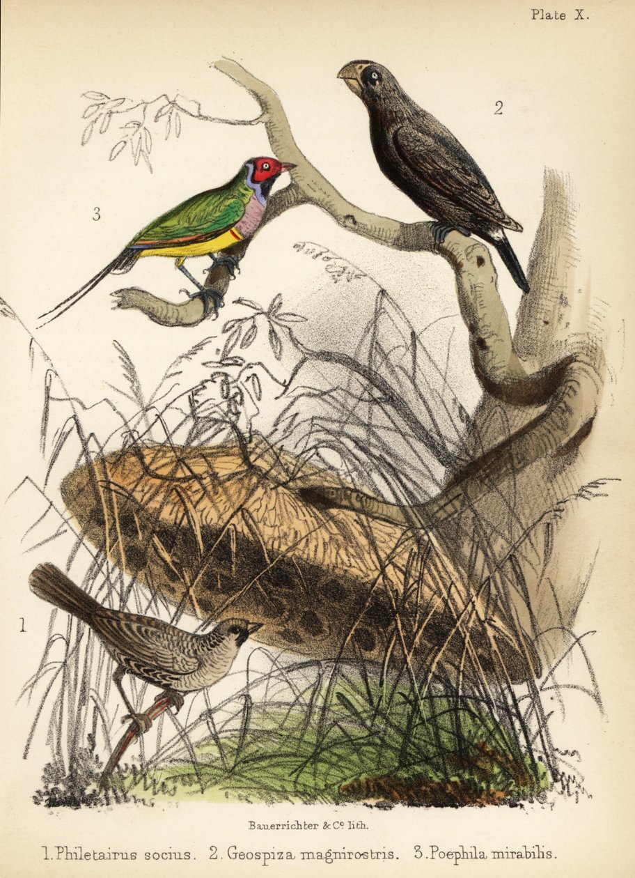Společenský snovač, pěnkava velká a pěnkava gouldovská. 1855 (litografie) od Bauerrichter