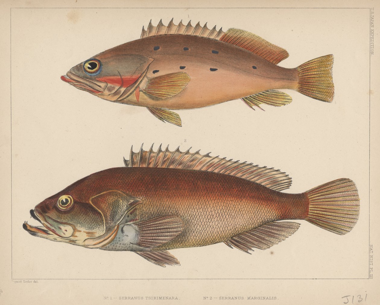 1. serranus Tsirimenara, 2. serranus Marginalis, 1855 od Bayard Taylor