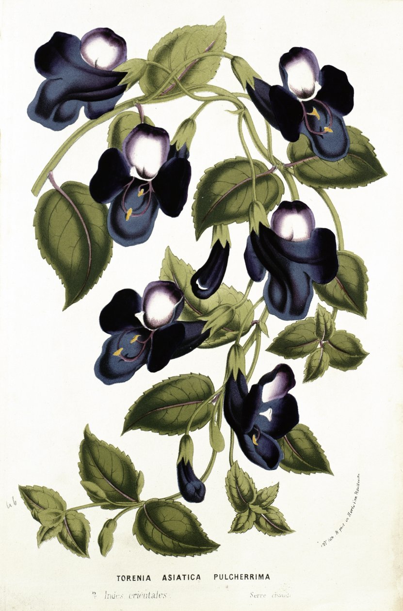 Torenia Asiatica pulcherrima, z 