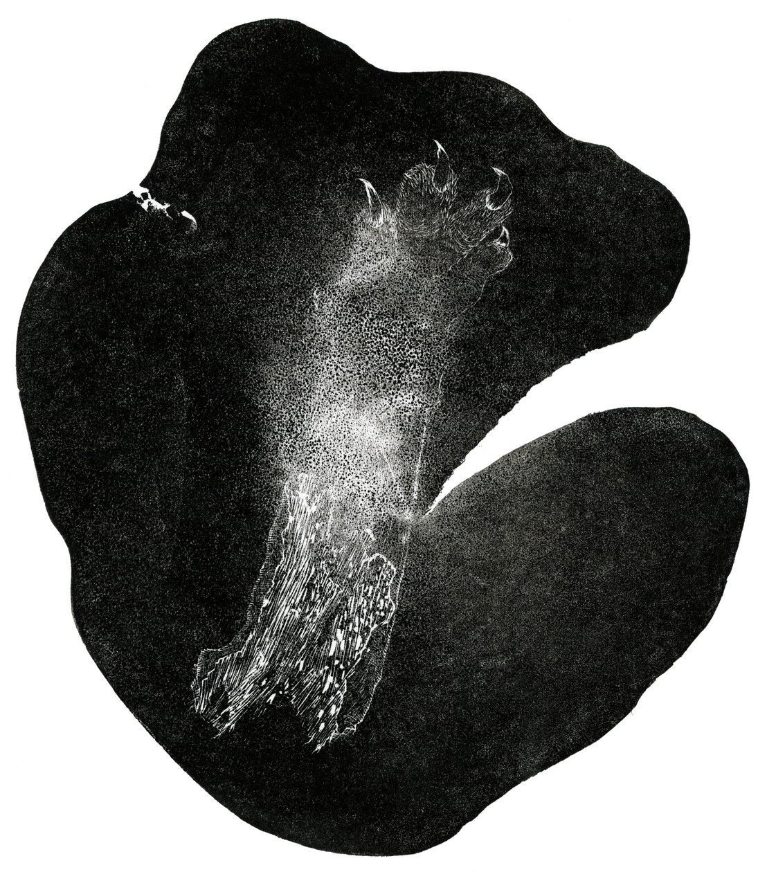 Clawfoot, 2014 (dřevoryt na papíře) od Bella Larsson