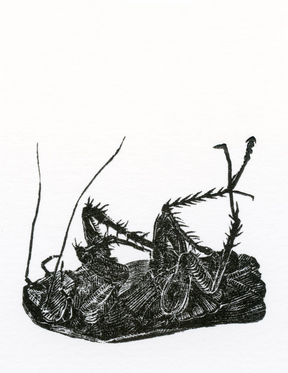 Mrtvý šváb, 2014, (dřevoryt na papíře) od Bella Larsson