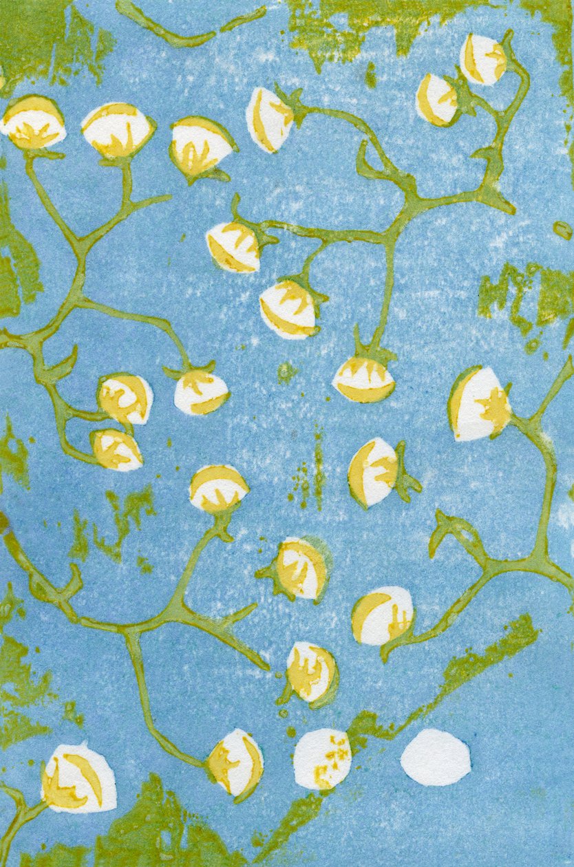 Fluffy Seedheads, 2012 (woodblock na washi) od Bella Larsson