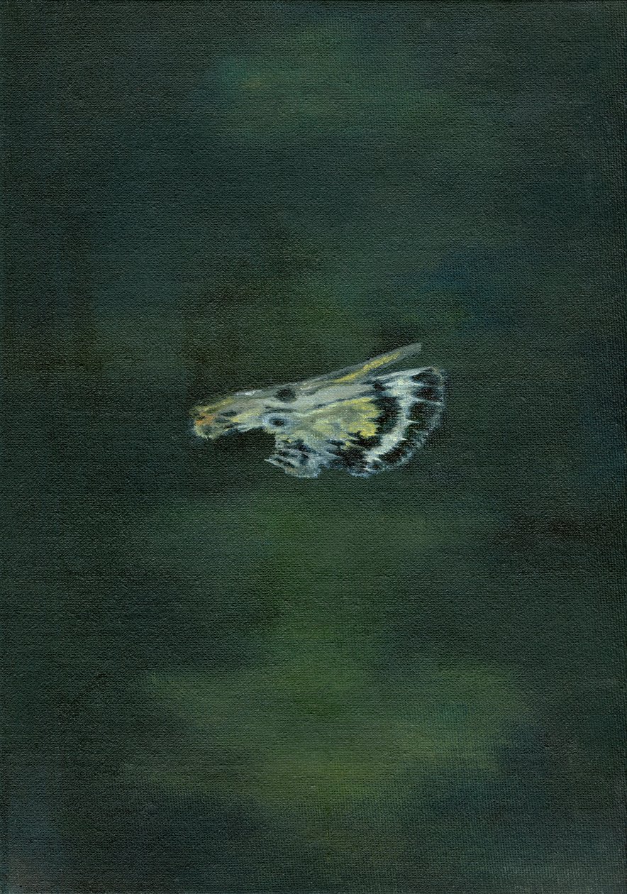 Moth Wing, 2014, od Bella Larsson