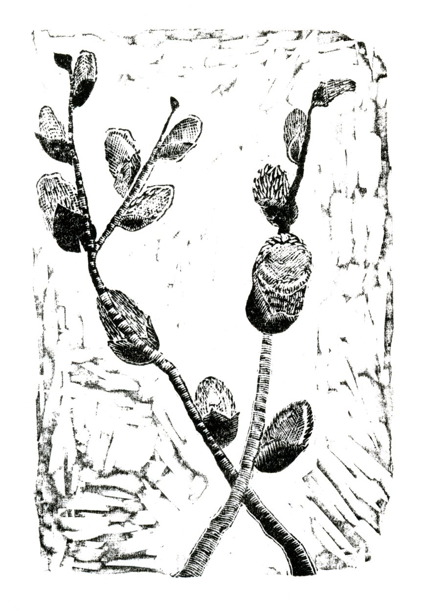 Sleeping Pussy Willow, 2014 (dřevoryt na papíře) od Bella Larsson