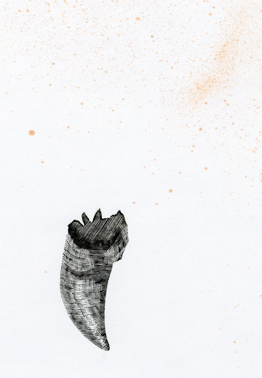 Tooth {Fay-erie Dust}, 2014 (dřevorytina a inkoust na papíře) od Bella Larsson