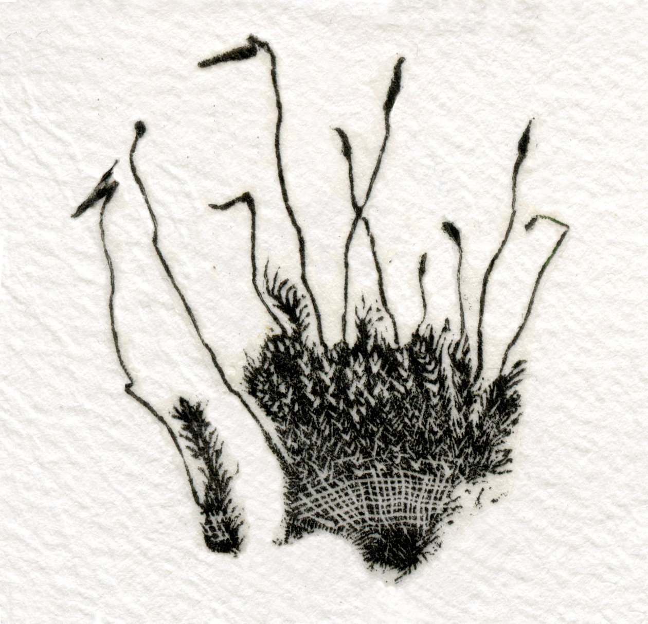 Puding Moss, 2014, (dřevoryt na gampi) od Bella Larsson