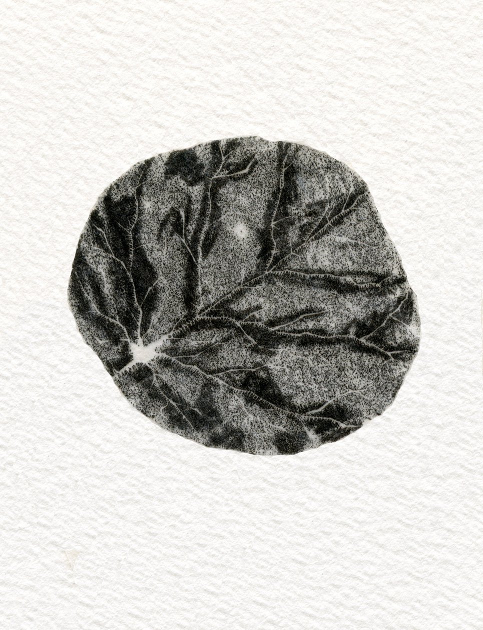 List, 2014, (dřevoryt na papíře) od Bella Larsson