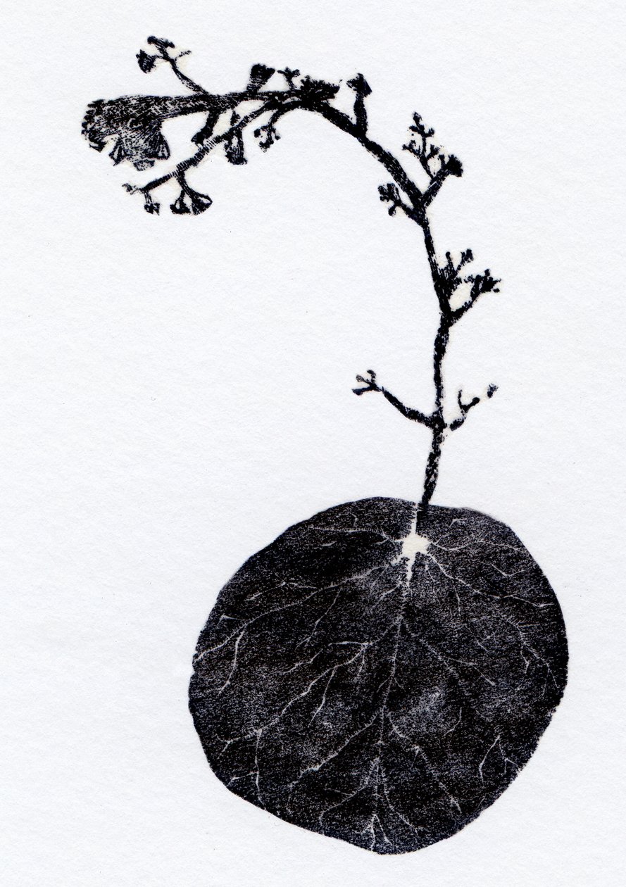 Lichen Leaf, 2014 (dřevoryt, koláž na papíře) od Bella Larsson