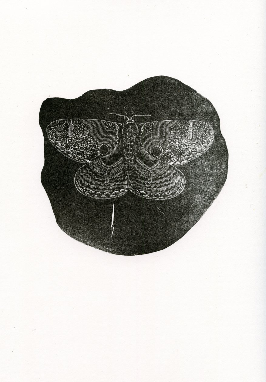 Night Butterfly, 2016, (dřevoryt na papíře) od Bella Larsson