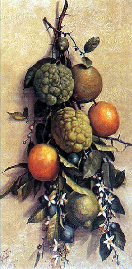 Fruit Portugues: Frutas od Benedito Calixto