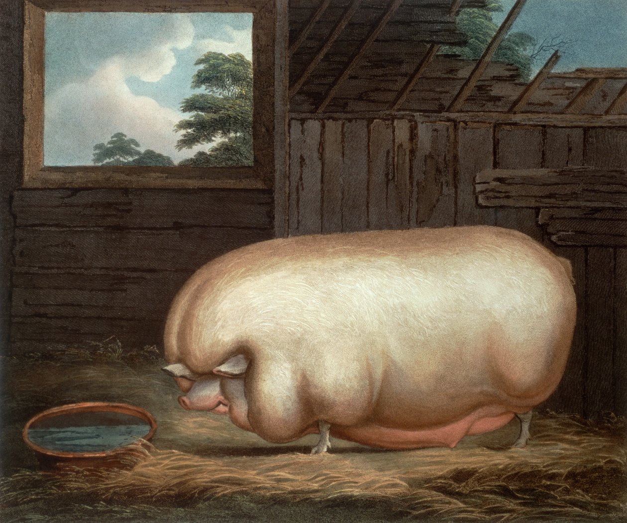This Remarkable Animal..., vyryl John Whessel (c.1760-1823), 1808 od Benjamin Gale
