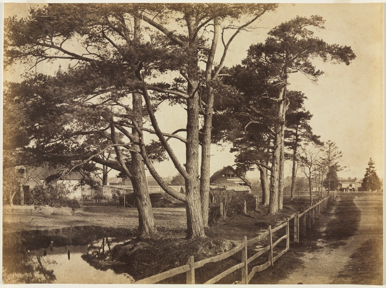 Scotch Firs, Hawkhurst, 1853. od Benjamin Brecknell Turner