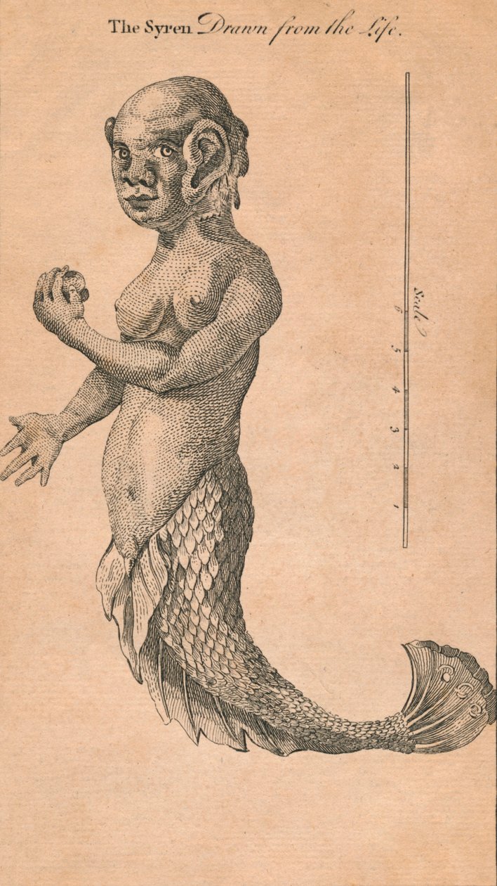 Syren čerpaný ze života, 1759 od Benjamin Cole