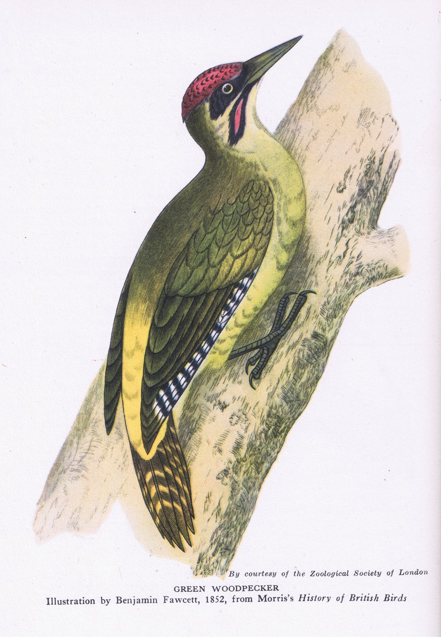 Green Woodpecker, Nature in Britain nakladatelství Collins od Benjamin Fawcett