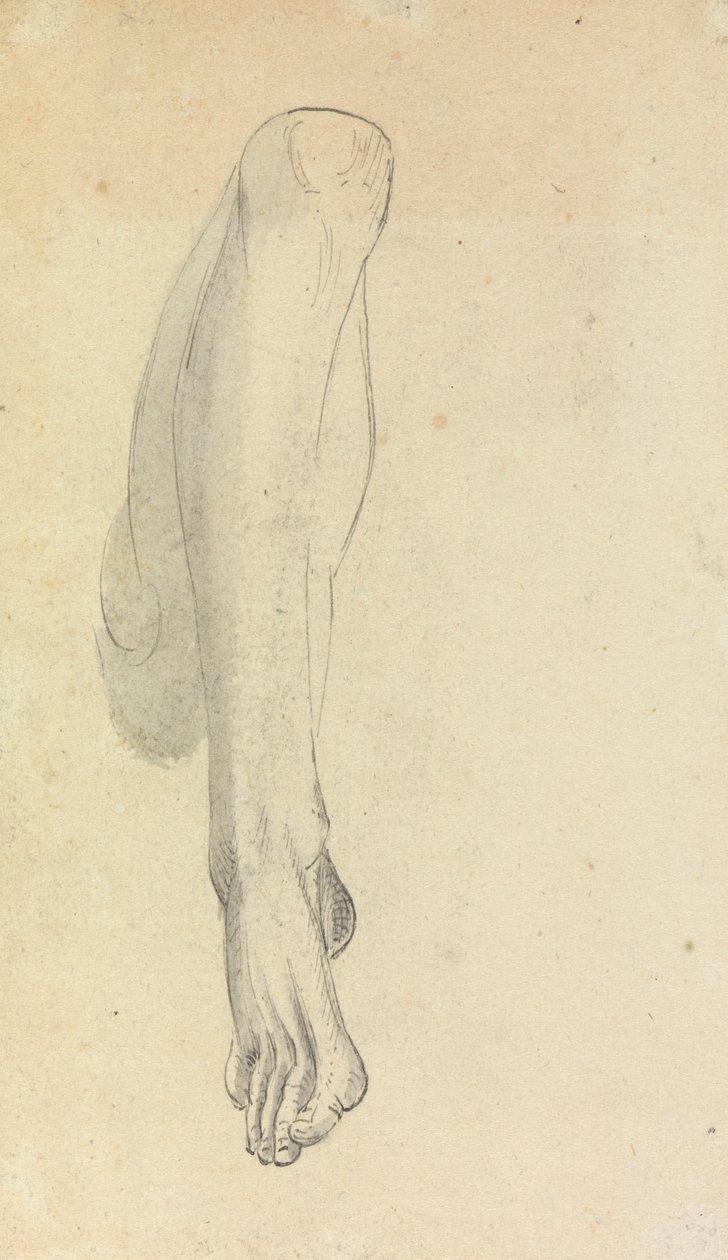 Anatomická studie nohy od Benjamin Robert Haydon