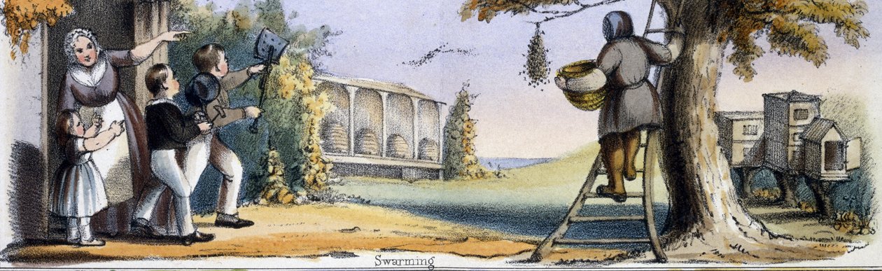 Rojení, od Včely v grafických ilustracích zvířat - Ukazování jejich užitečnosti člověku při jejich zaměstnání během života a použití po smrti, kolem roku 1845 od Benjamin Waterhouse Hawkins