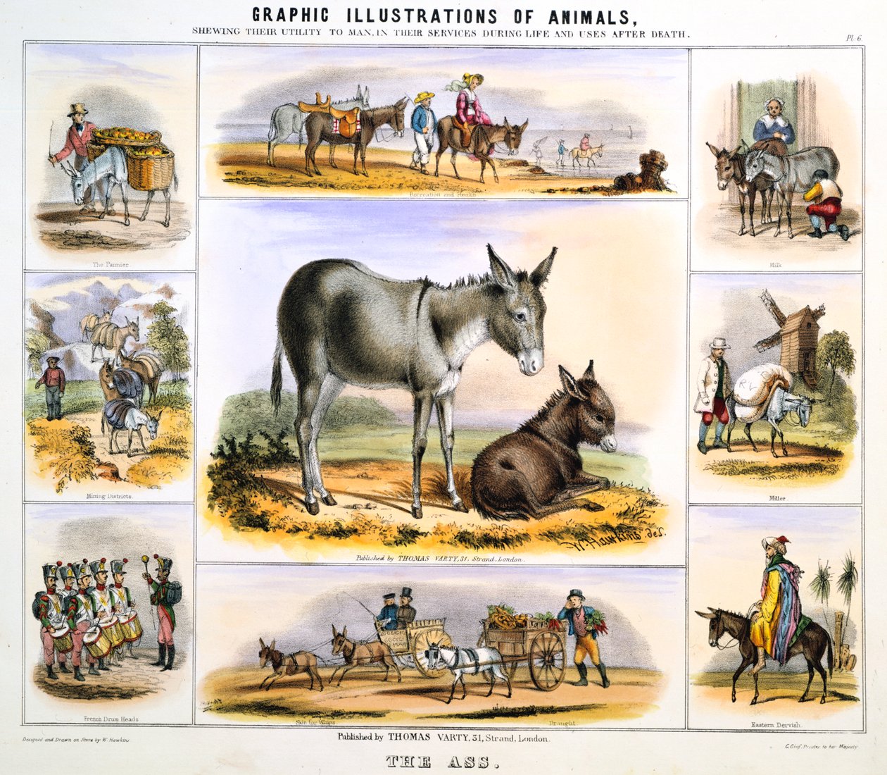 The Ass, c1850 od Benjamin Waterhouse Hawkins