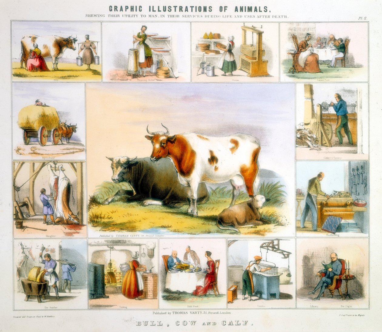 Kráva, c1850 od Benjamin Waterhouse Hawkins