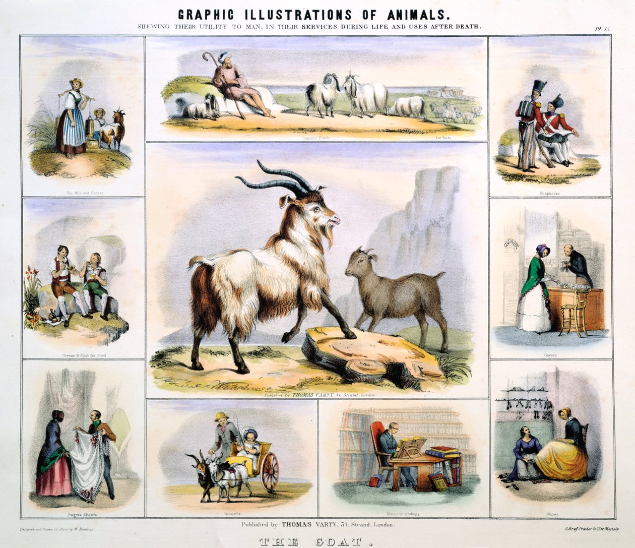 Koza, c1850 od Benjamin Waterhouse Hawkins
