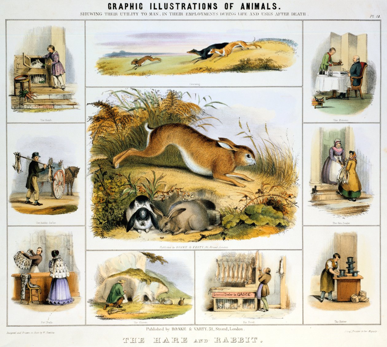 Zajíc a králík, c1850 od Benjamin Waterhouse Hawkins
