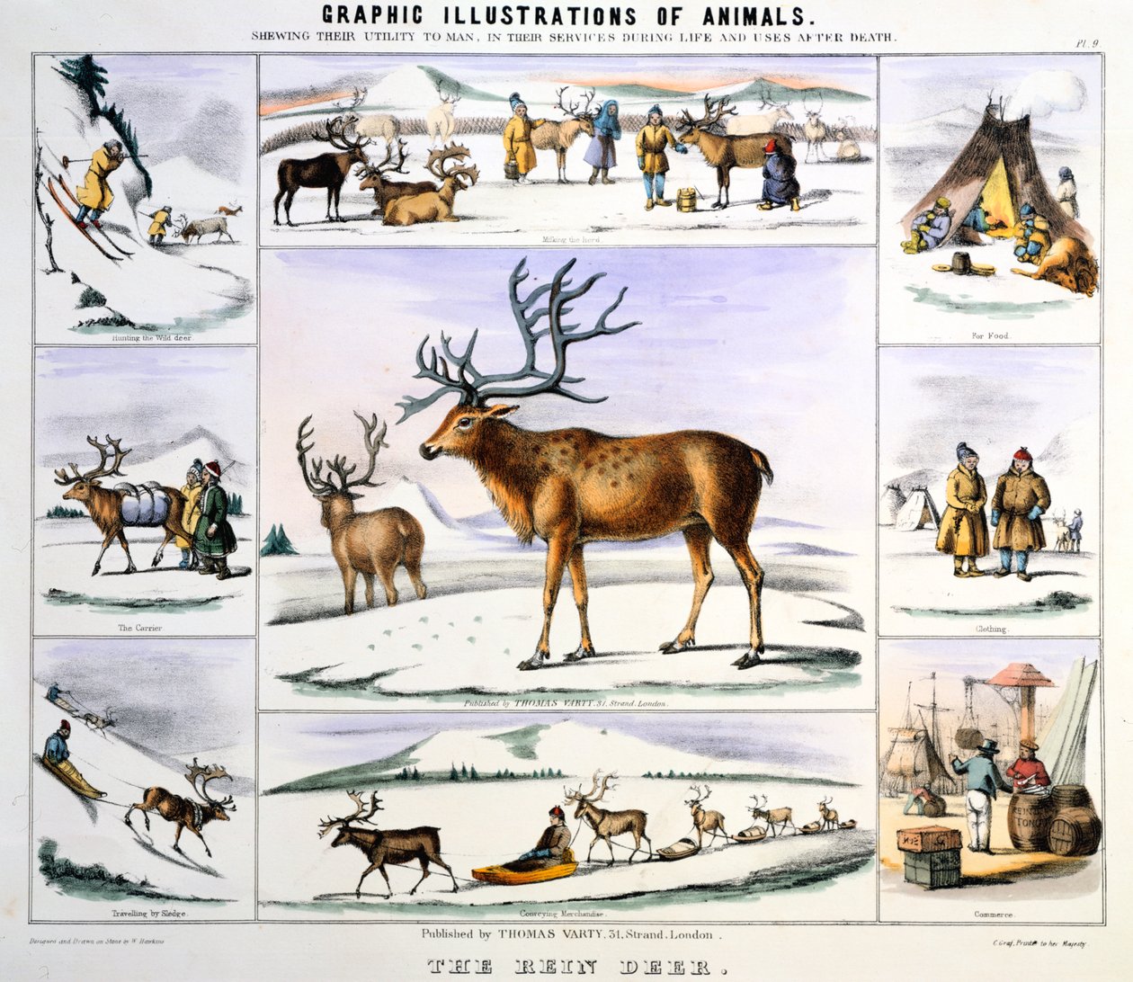 The Reindeer, c1850 od Benjamin Waterhouse Hawkins