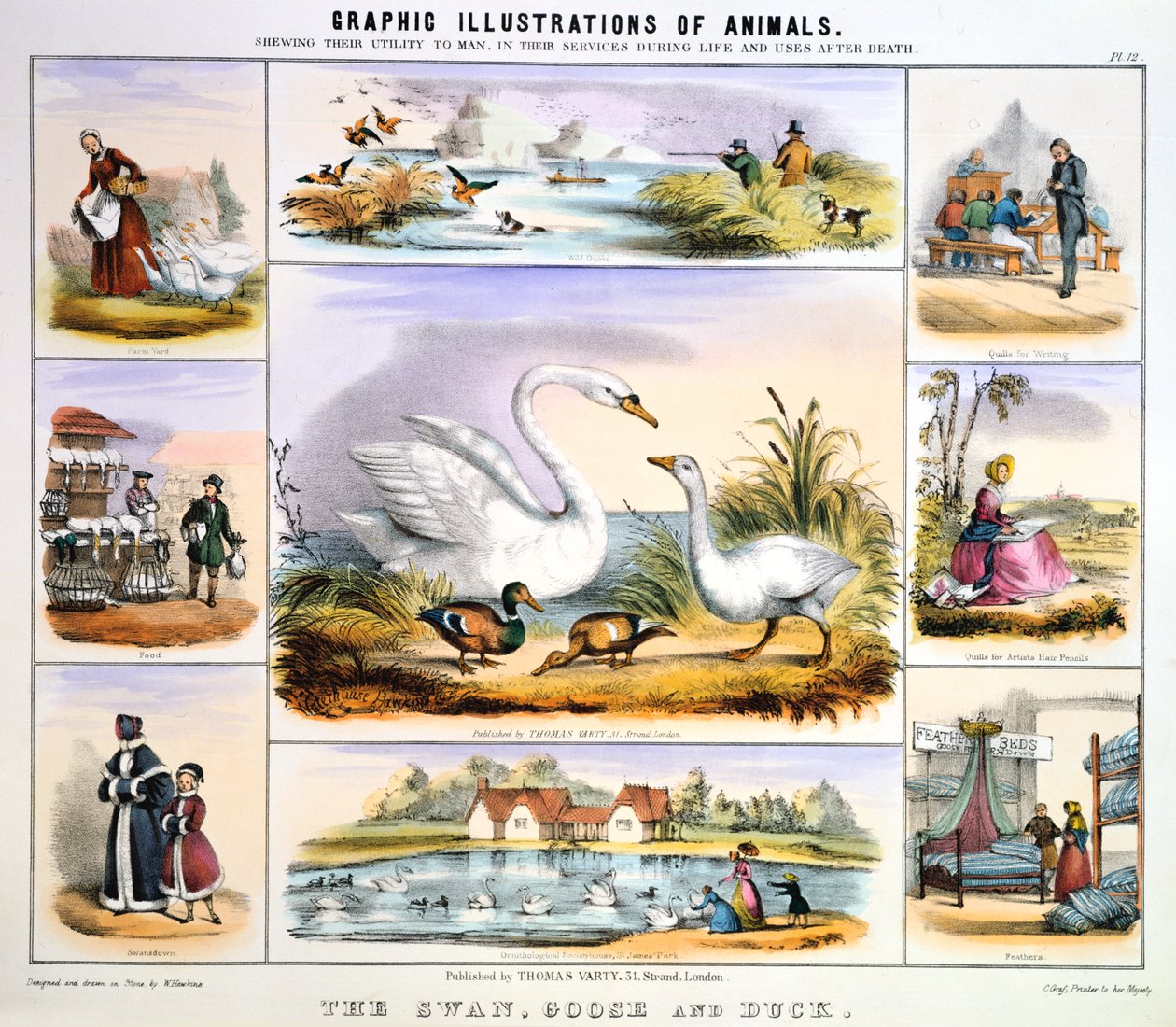 Labuť, husa a kachna, c1850 od Benjamin Waterhouse Hawkins