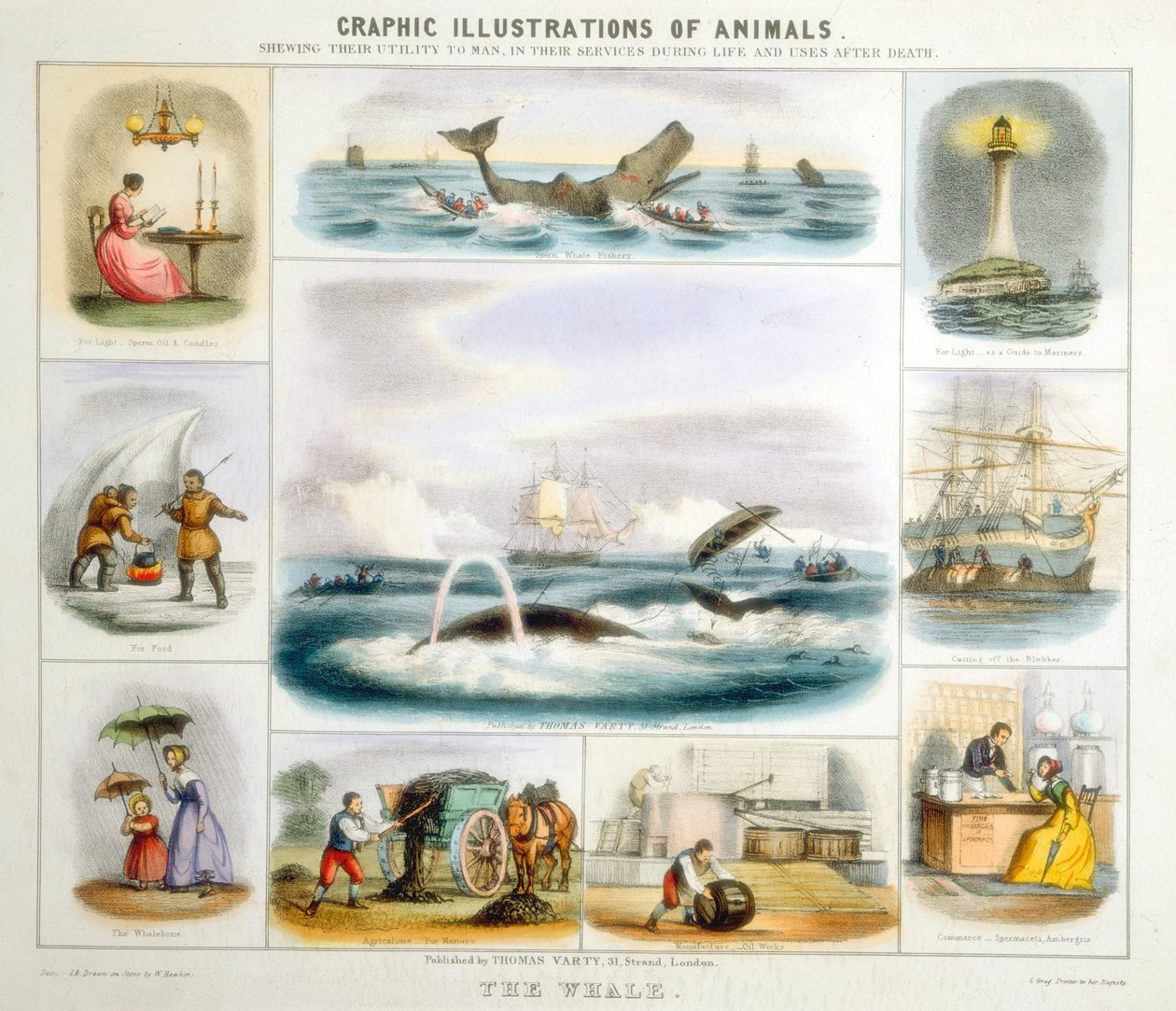 Velryba, c1850 od Benjamin Waterhouse Hawkins