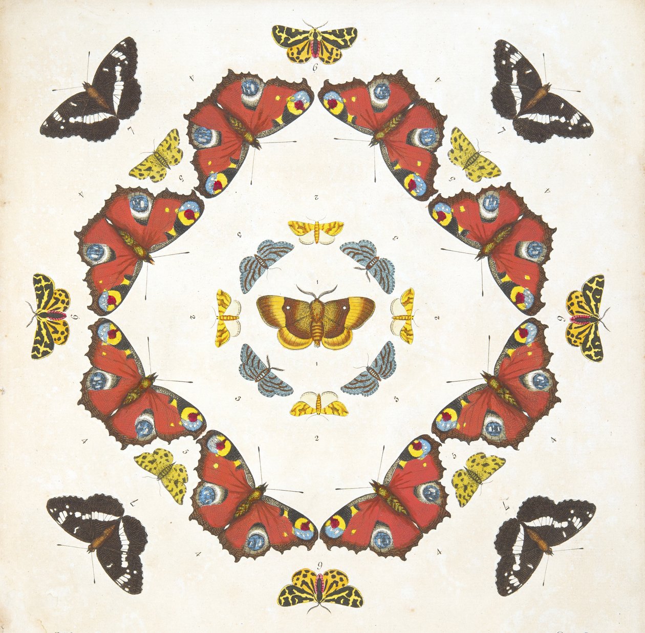 Detail z desky 1, z Vzácného zobrazení motýlů a můr, hospoda. 1764 (ručně kolorovaná rytina) od Benjamin Wilkes
