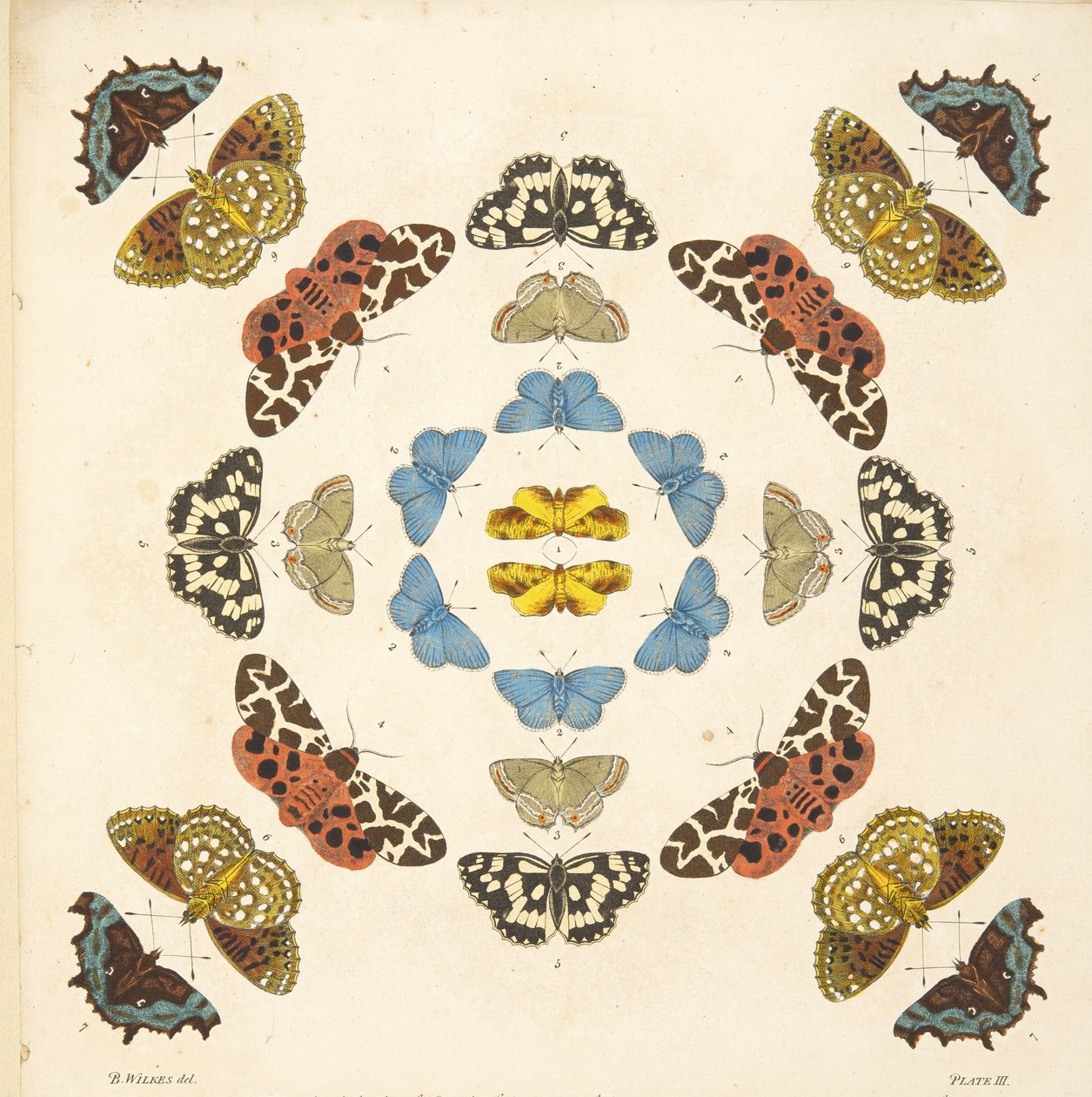 Detail z tabulky III z knihy Vzácné vyobrazení motýlů a můr, vyd. 1764 (ručně kolorovaná rytina). od Benjamin Wilkes