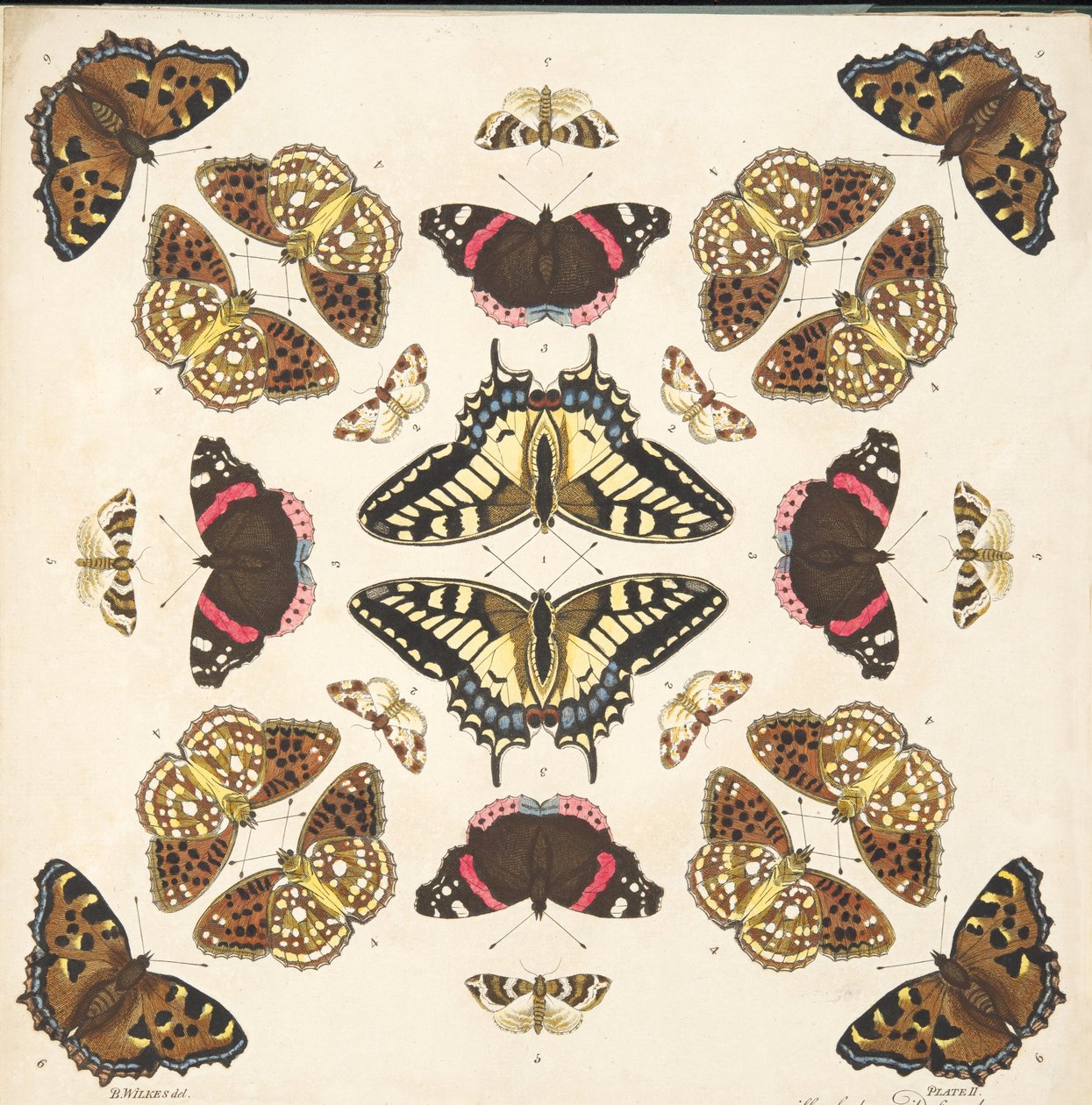 Detail z desky II, z Vzácného zobrazení motýlů a můr, hospoda. 1764 (ručně kolorovaná rytina) od Benjamin Wilkes