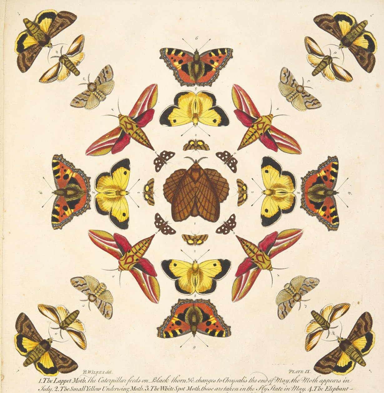 Detail z desky IX, z Vzácného zobrazení motýlů a můr, hospoda. 1764 (ručně kolorovaná rytina) od Benjamin Wilkes