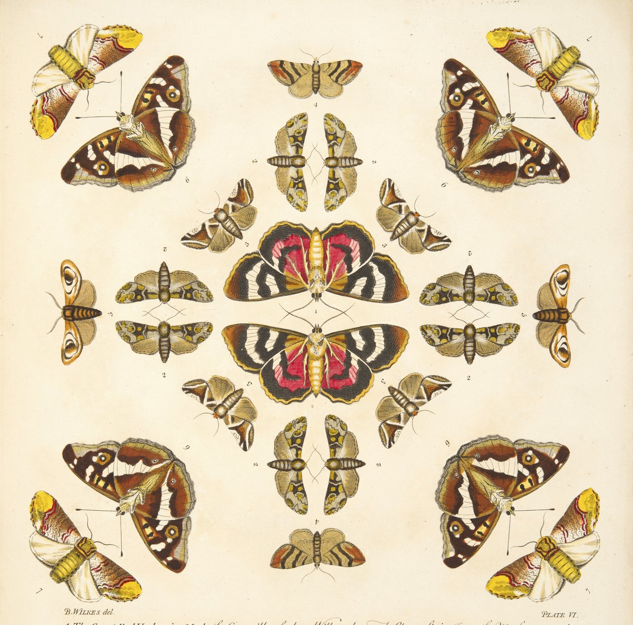 Detail z tabulky VI z knihy Vzácné vyobrazení motýlů a můr, pub. 1764 (ručně kolorovaná rytina). od Benjamin Wilkes