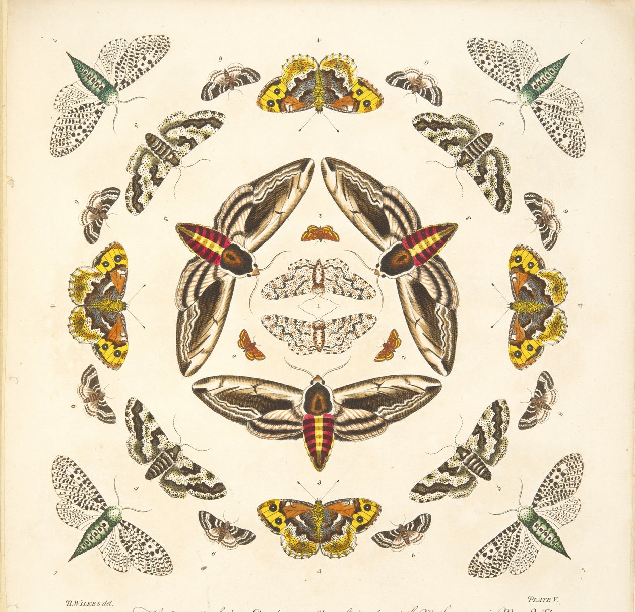 Detail z desky V, z Vzácného zobrazení motýlů a můr, hospoda. 1764 (ručně kolorovaná rytina) od Benjamin Wilkes