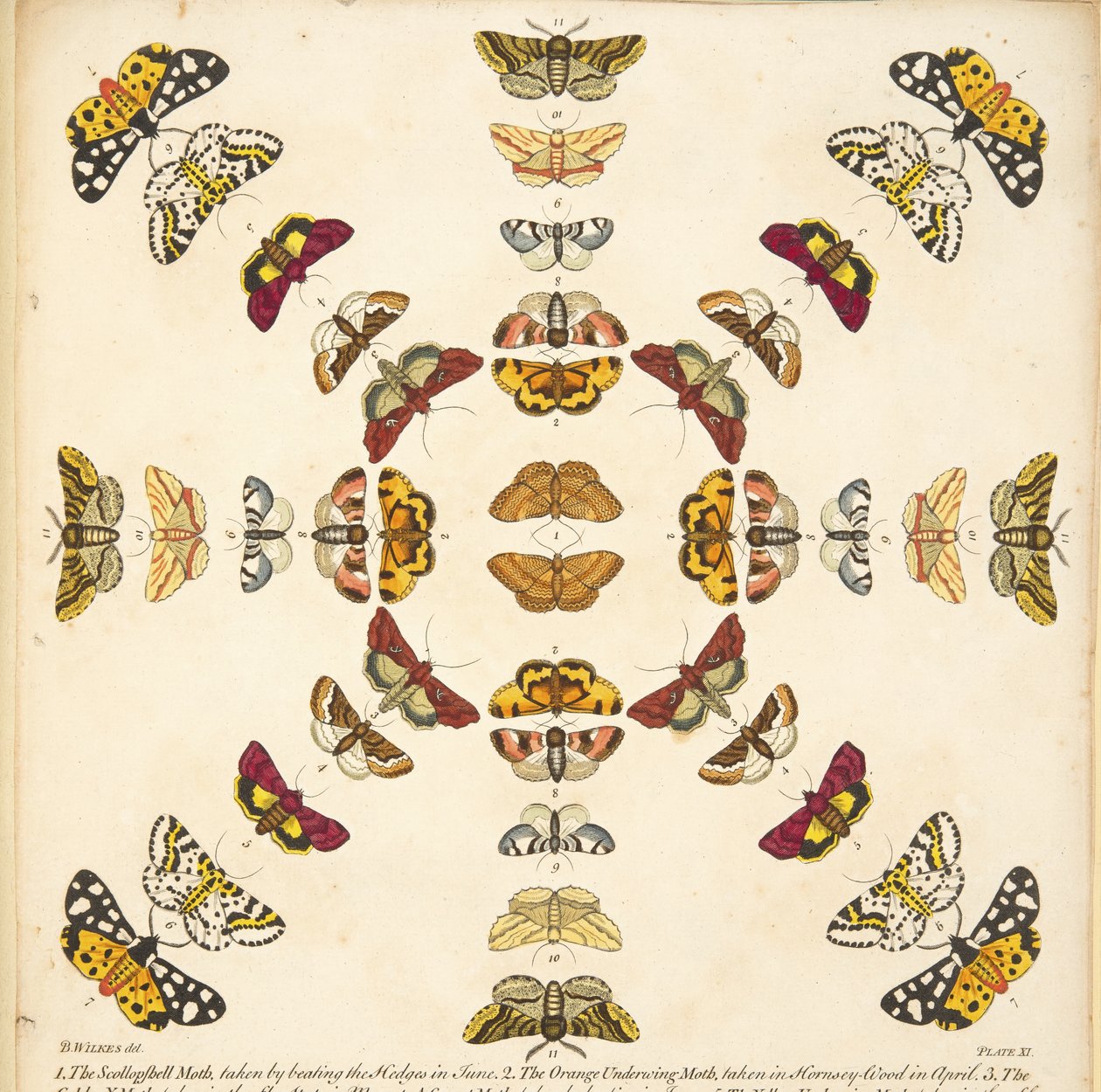 Detail z desky XI, z Vzácného zobrazení motýlů a můr, hospoda. 1764 (ručně kolorovaná rytina) od Benjamin Wilkes