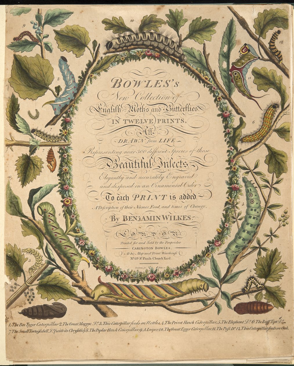 Frontispis, od Vzácné zobrazení motýlů a můr, hospoda. 1764 (ručně kolorovaná rytina) od Benjamin Wilkes