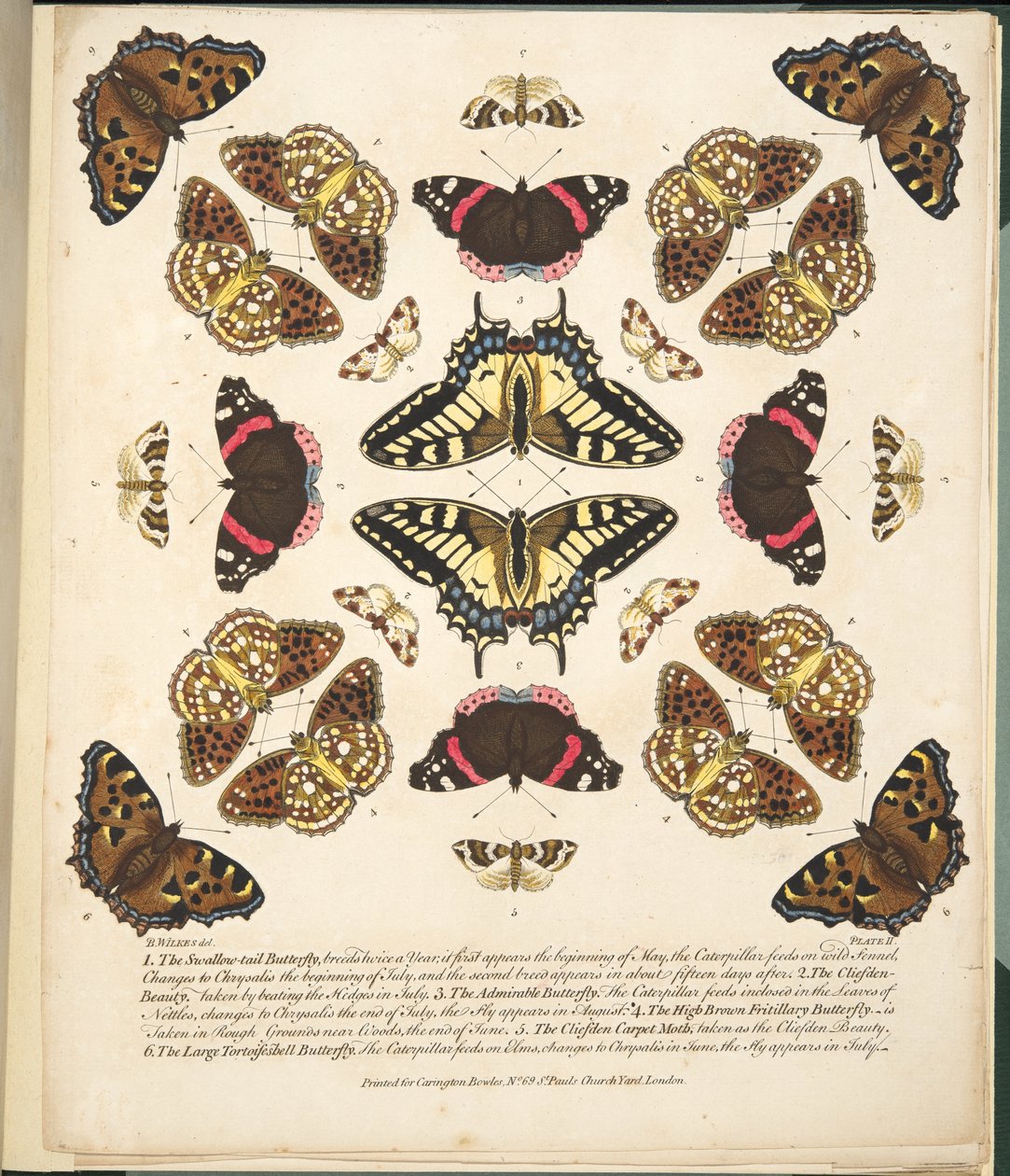 Talíř II, od Vzácné vyobrazení motýlů a můr, nakl. 1764 (ručně kolorovaná rytina) od Benjamin Wilkes