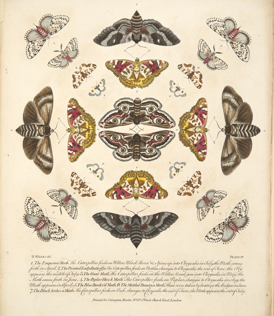 Tabulka IV z knihy Vzácné vyobrazení motýlů a můr, vyd. 1764 (ručně kolorovaná rytina). od Benjamin Wilkes