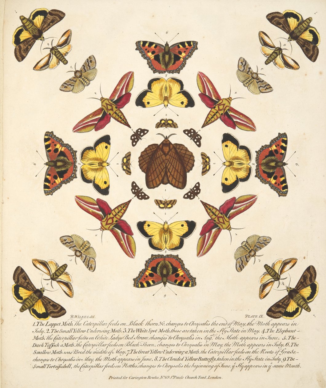 Deska IX, z Vzácného zobrazení motýlů a můr, nakl. 1764 (ručně kolorovaná rytina) od Benjamin Wilkes
