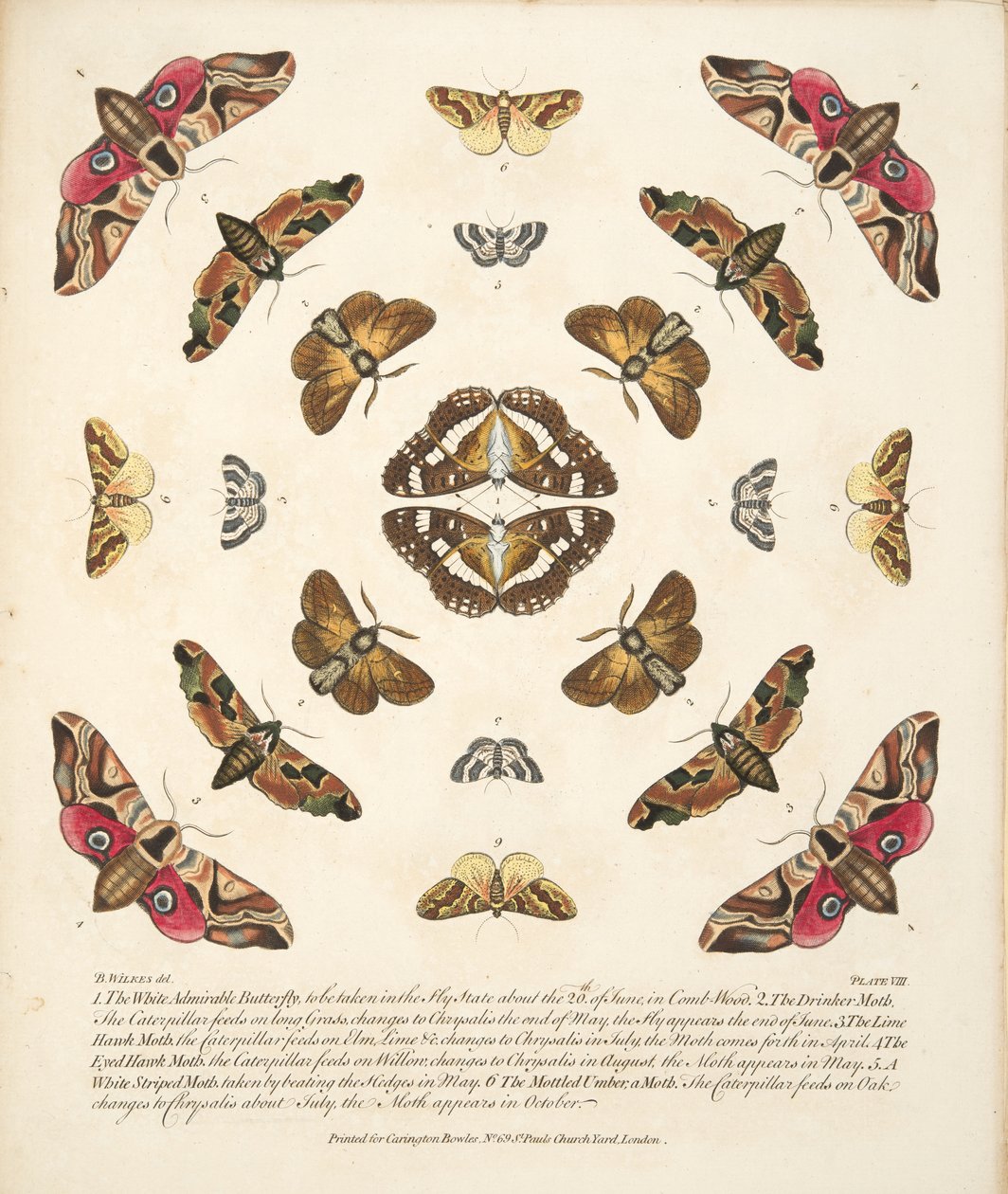 Talíř VIII, z Vzácného zobrazení motýlů a můr, nakl. 1764 (ručně kolorovaná rytina) od Benjamin Wilkes