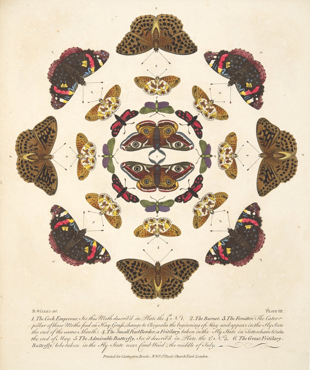 Talíř VII, z Vzácného zobrazení motýlů a můr, nakl. 1764 (ručně kolorovaná rytina) od Benjamin Wilkes