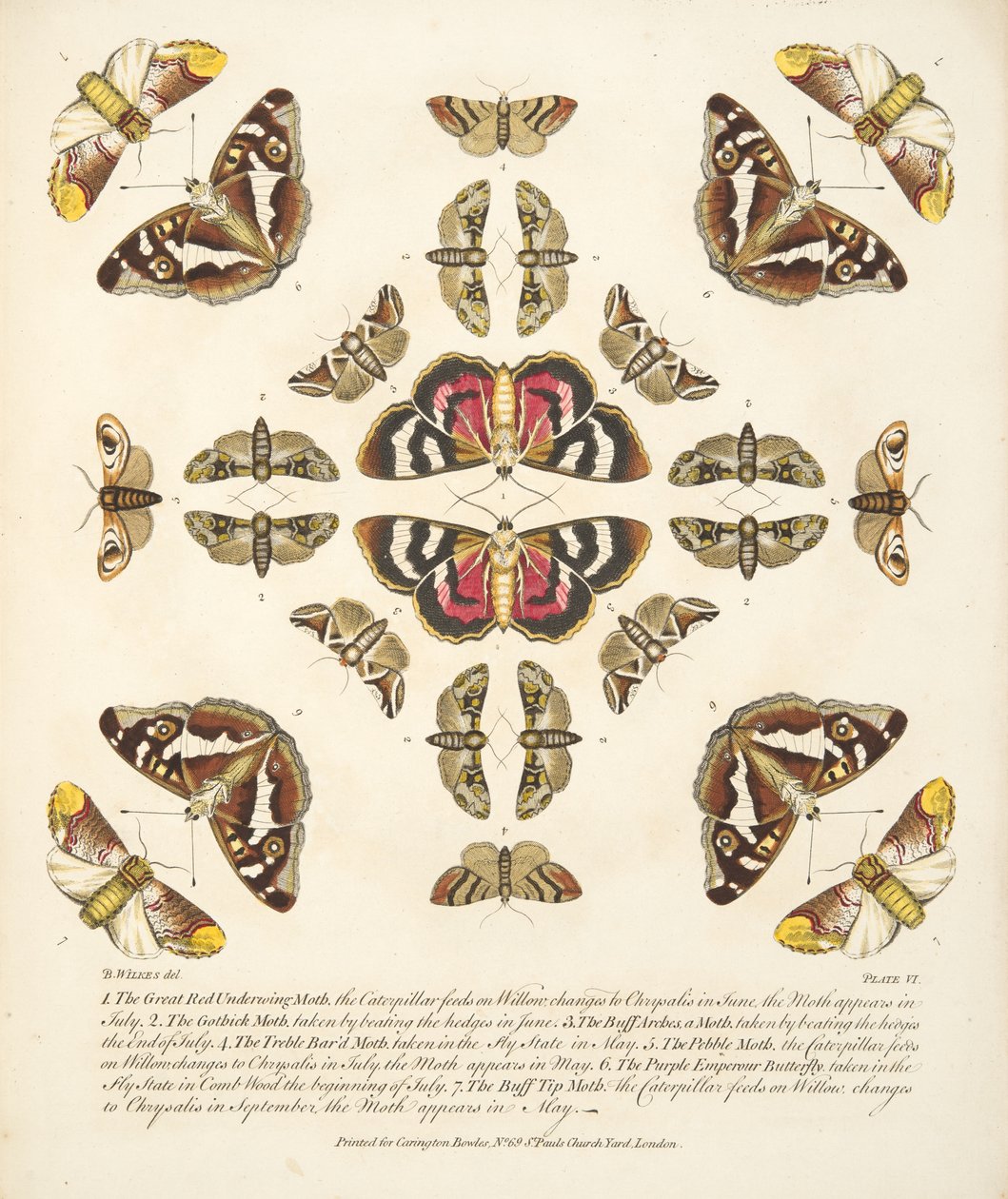 Talíř VI, z Vzácného zobrazení motýlů a můr, nakl. 1764 (ručně kolorovaná rytina) od Benjamin Wilkes