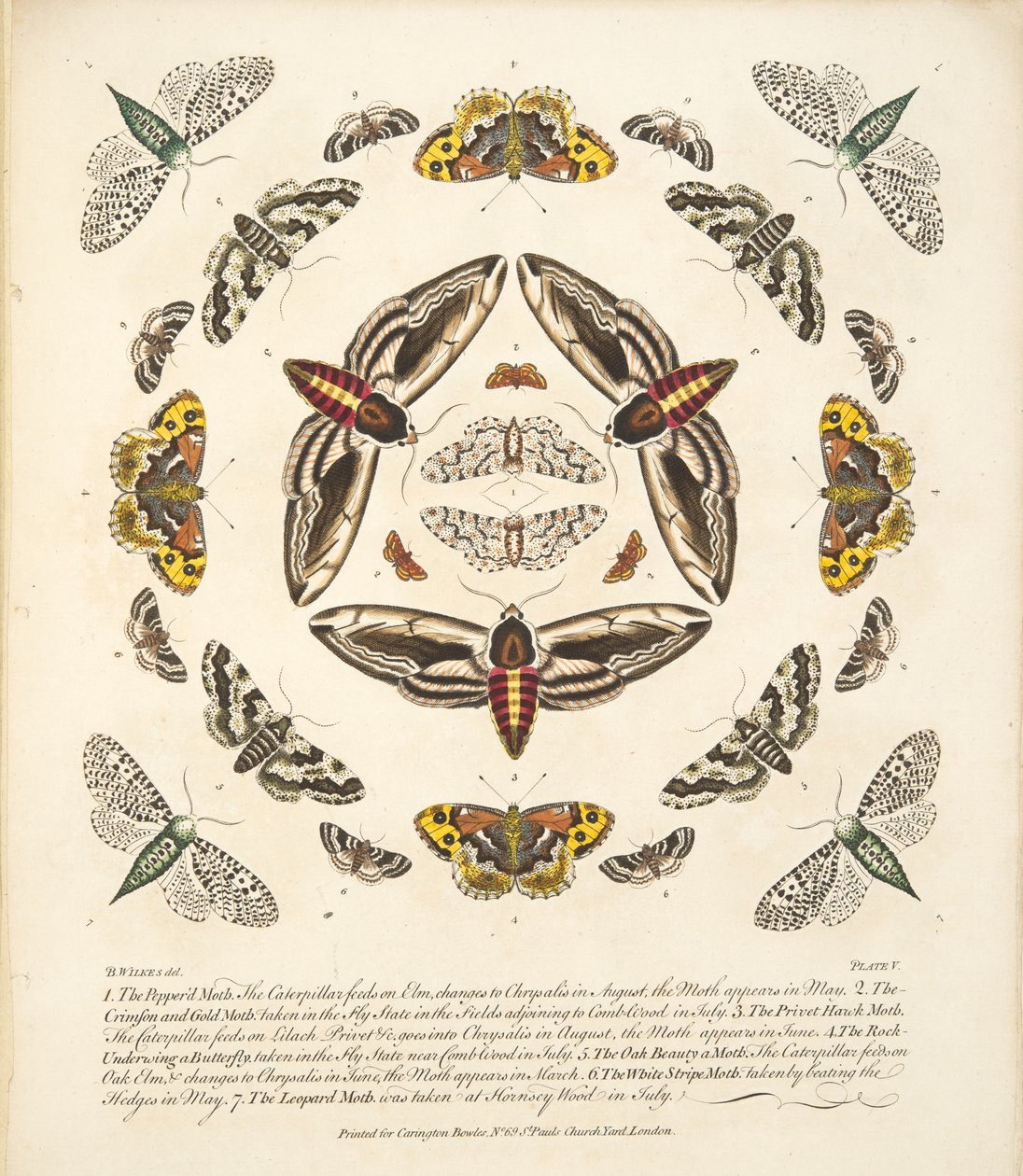 Talíř V, z Vzácného zobrazení motýlů a můr, pub. 1764 (ručně kolorovaná rytina) od Benjamin Wilkes