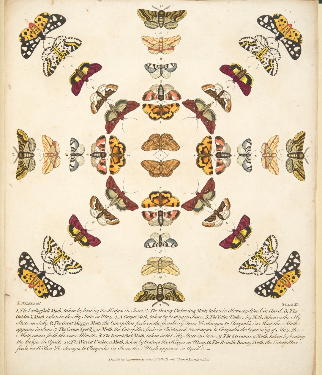 Talíř XI, z Vzácného zobrazení motýlů a můr, hospoda. 1764 (ručně kolorovaná rytina) od Benjamin Wilkes