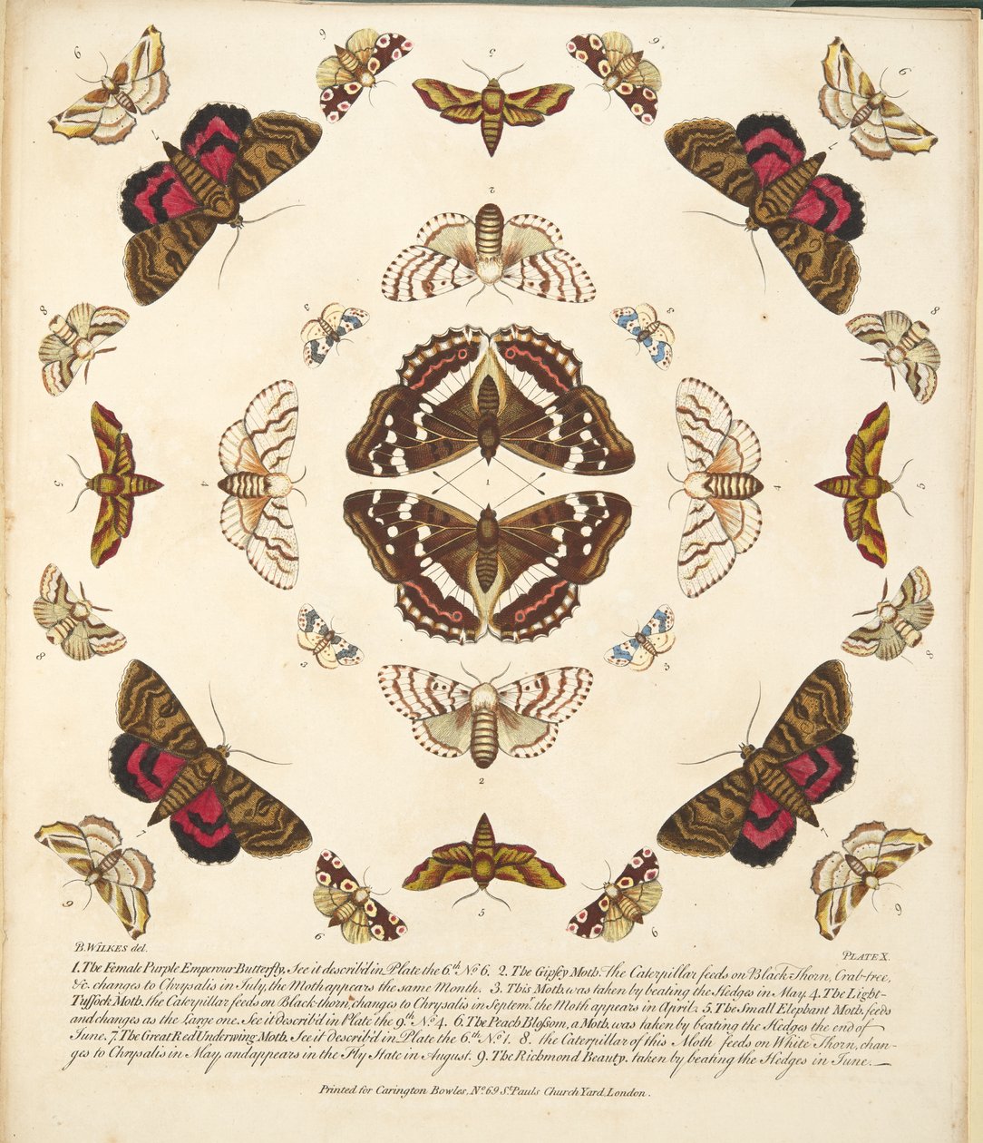 Talíř X, z Vzácného zobrazení motýlů a můr, pub. 1764 (ručně kolorovaná rytina) od Benjamin Wilkes