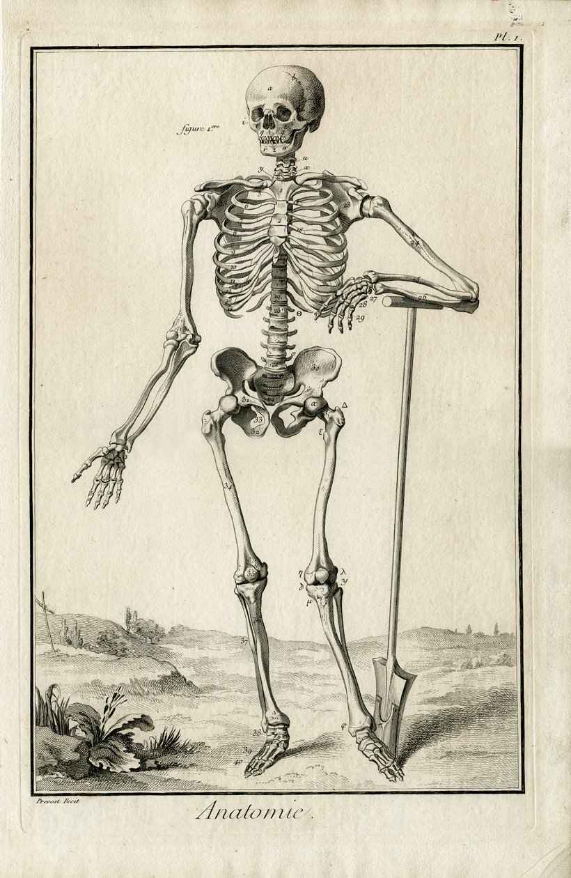 Anatomie - anatomická studie kostry od Benoit Louis Prevost